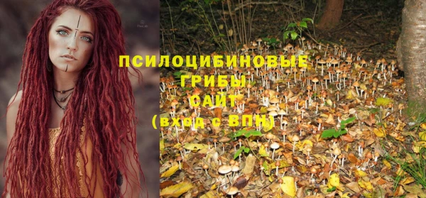 амф Тайга