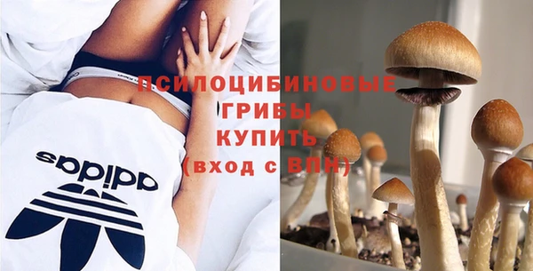 амф Тайга